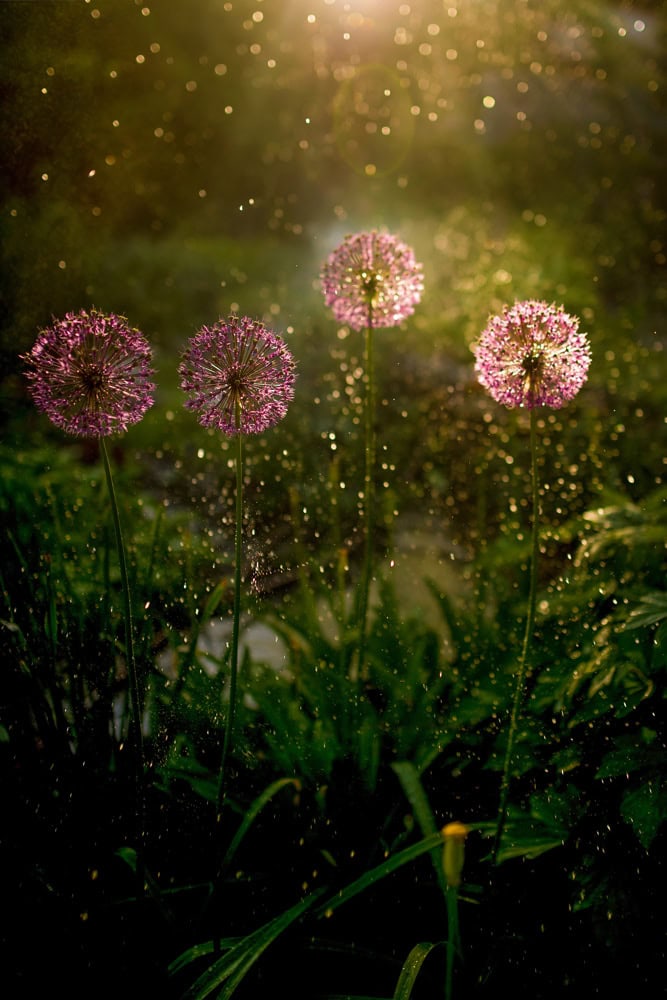 Maximilian Zieseniss Garten